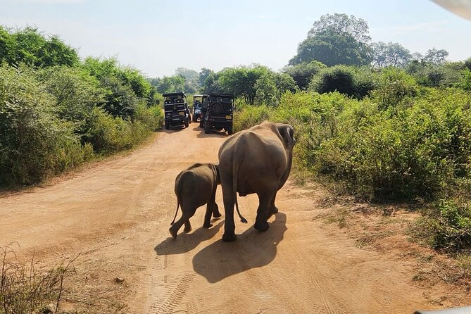 Udawalawe National Park Safari | From Hambantota Port - Should You Book This Udawalawe Safari from Hambantota Port?