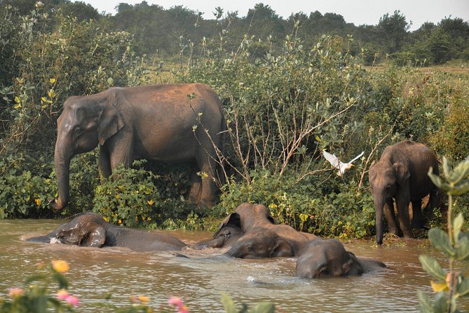 Udawalawe National Park Safari from Mirissa - Timing and the day flow: what happens after you leave at 11:00