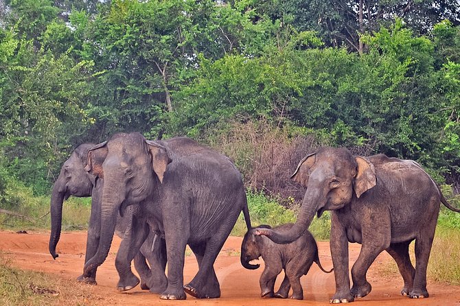 Udawalawe National Park Safari from Mirissa - Price and value: when $92 makes sense
