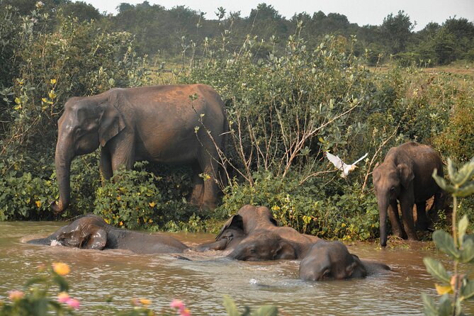 Udawalawe National Park Safari from Unawatuna - Timing, food, and the small fixes that save your day