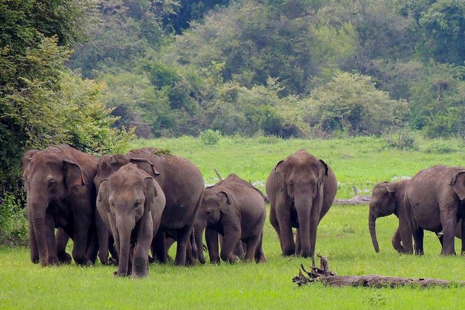 Udawalawe National Park Safari from Weligama - The jeep safari inside Udawalawe: what your 3 hours are really buying