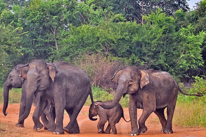 Udawalawe National Park Safari from Weligama - Price and value: what $92 includes, and what you should plan for