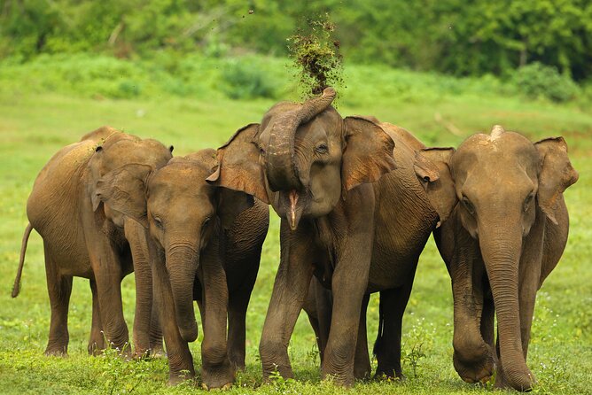Udawalawe National Park Safari from Weligama - Comfort tips for a bumpy, animal-focused half day