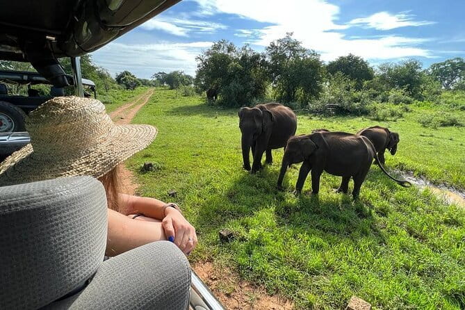 Udawalawe National Park Safari Tour - Key Points I’d Prioritize Before You Go