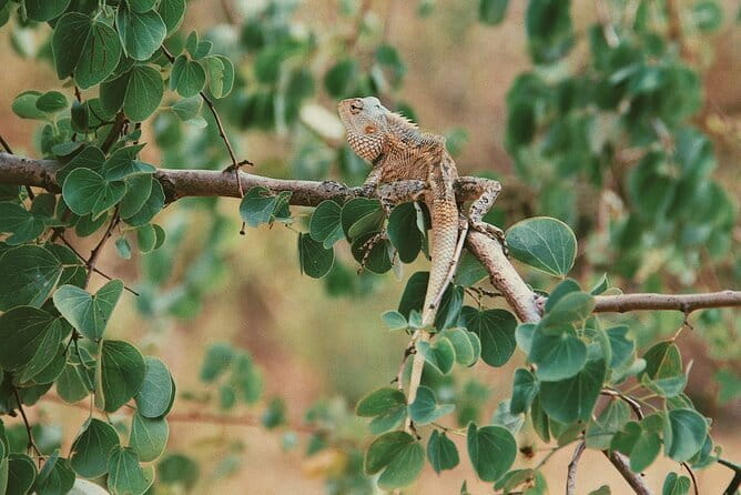 Udawalawe National Park Safari Tour - The Route That Shapes Your Sightings: Reservoir First, Then Park