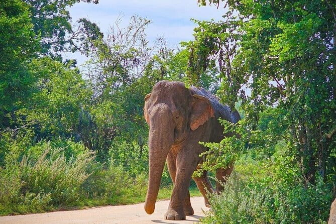 Udawalawe National Park Safari Tour - Timing and Your Real Expectations (3 to 6 Hours)