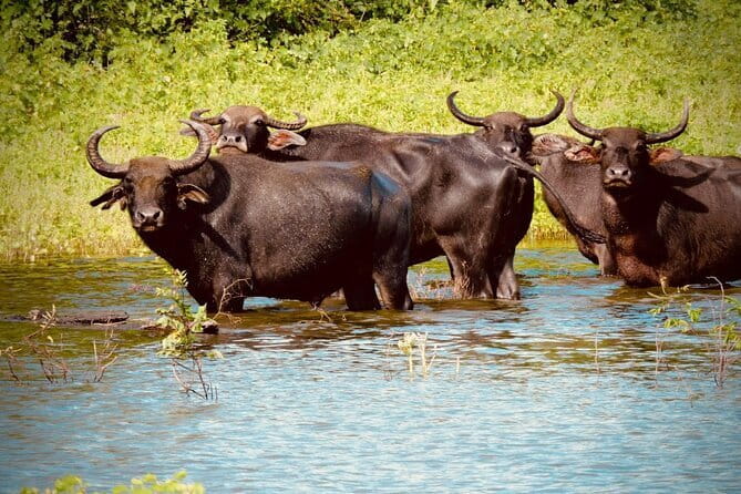 Udawalawe National Park Safari Tour - Is This Safari Best for Photographers, Families, or First-Timers?