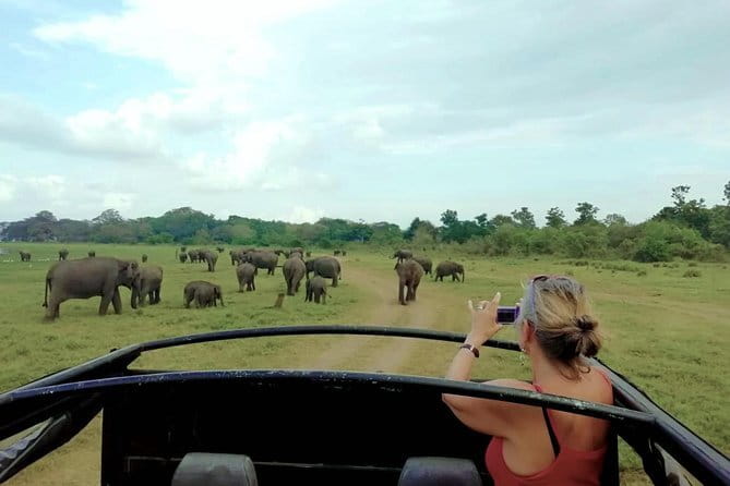Udawalawe National Park Safari Tour - Pickup, Group Style, and How the Day Runs