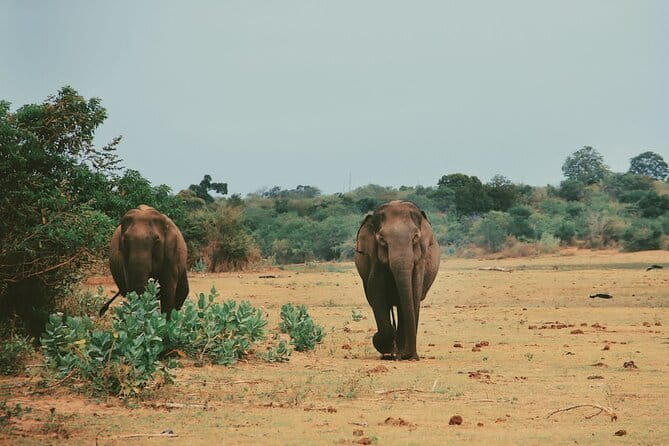 Udawalawe National Park Safari Tour - Jeep Time, Guide Talk, and the Photo Stops That Matter