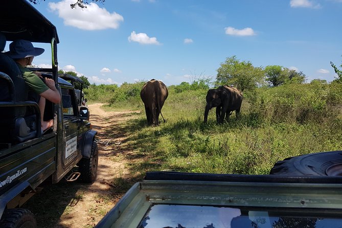 Udawalawe National Park Safari trip from Galle/Mirissa/Ella - Comfort and logistics that matter more than you think