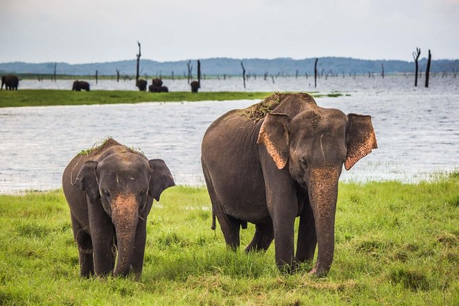 Udawalawe National Park Safari with Elephant Transit Home Visit - Key Things to Know Before You Go