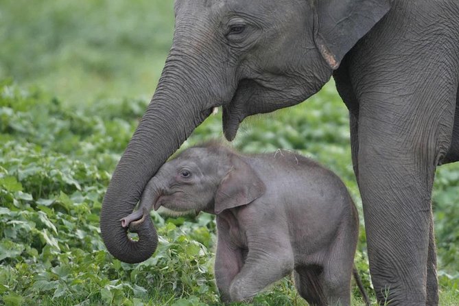 Udawalawe National Park Safari with Elephant Transit Home Visit - A Half-Day Safari Plan in Udawalawe (3 to 4 Hours)