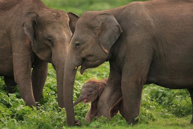 Udawalawe National Park Safari with Elephant Transit Home Visit - The Guide Factor: Spotting Skill and Timing