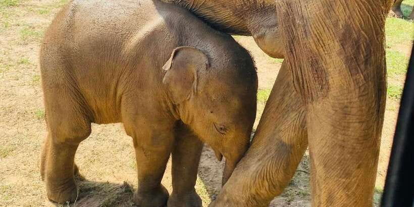 Udawalawe National Park: Safari with Experienced Driver - Key highlights worth knowing
