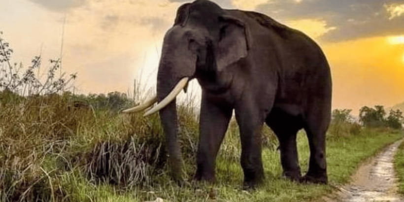 Udawalawe National Park: Safari with Experienced Driver - A 4-hour Udawalawe safari that feels small and personal