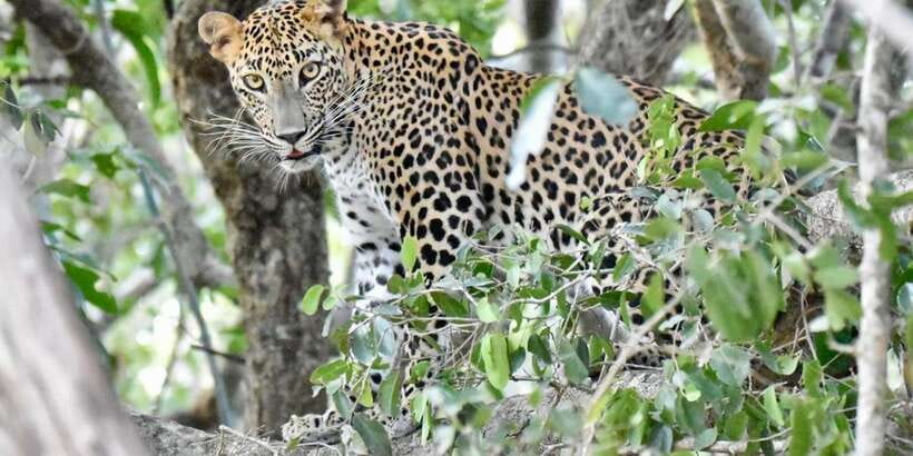 Udawalawe National Park: Safari with Experienced Driver - The Hotel Niwahana start: an easy first step into the park