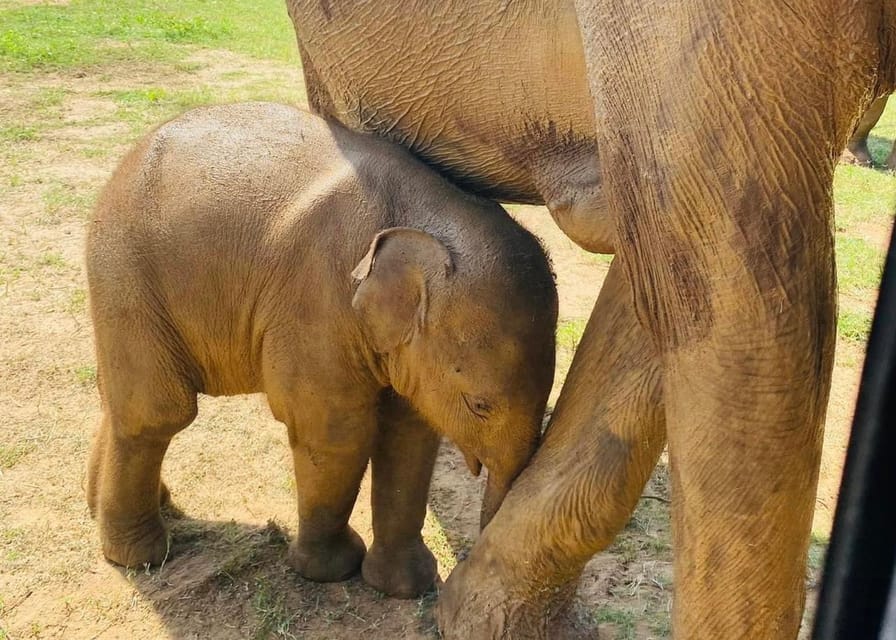 Udawalawe National Park: Safari with Experienced Driver - Inside the park: what 3.5 hours of jeep time really means