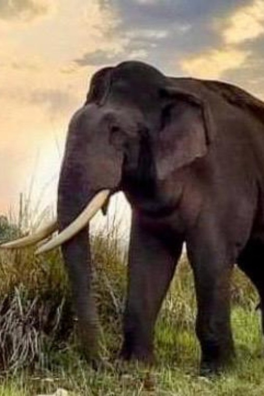Udawalawe National Park: Safari with Experienced Driver - Price and logistics: does $20 make sense for Udawalawe?