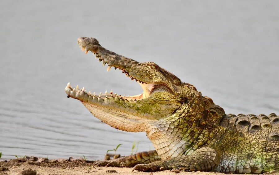 Udawalawe National Park: Safari with Experienced Driver - Who should book this safari, and who should skip it