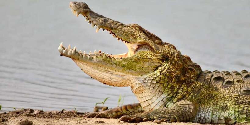 Udawalawe National Park: Safari with Experienced Driver - Should you book this Udawalawe National Park safari?