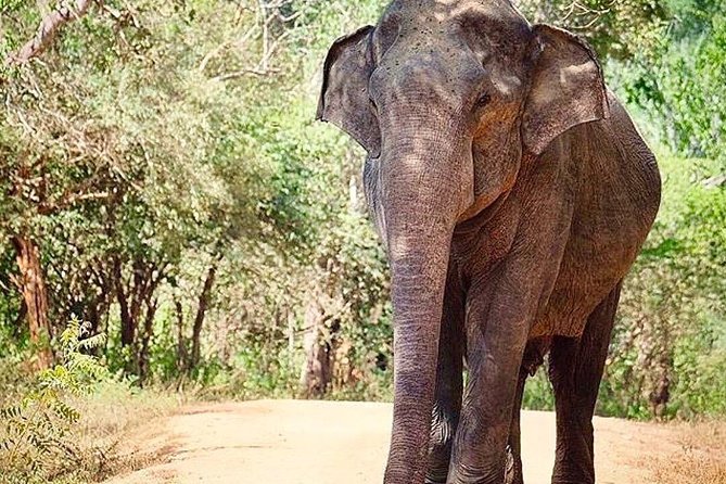 Udawalawe National Park Safari with Private Driver-Jeep and Enter ticket - Your Guide, Your Questions, and the Private Advantage