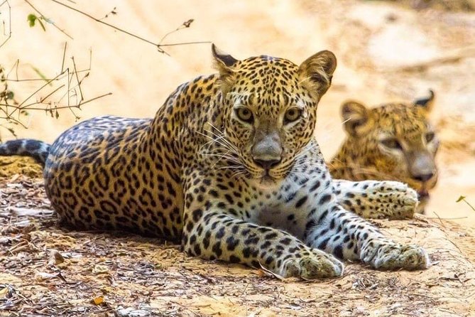 Udawalawe National Park Safari with Private Driver-Jeep and Enter ticket - Price and Value for a Group of Up to Six