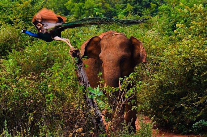 Udawalawe National Park Safari with Private Driver-Jeep and Enter ticket - Logistics That Affect Your Day (Not Just the Ticket)