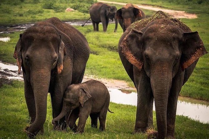 Udawalawe National Park Safari with Private Driver-Jeep and Enter ticket - Who This Safari Is Best For