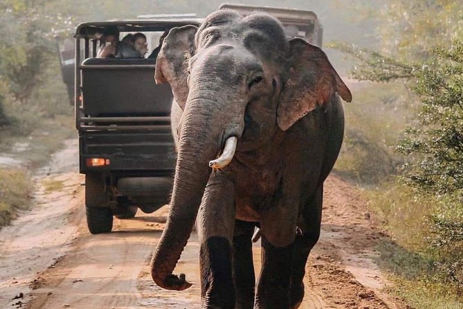 Udawalawe National Park Safari with Private Driver-Jeep and Enter ticket - What Happens at the Park Gate (And Why It Matters)