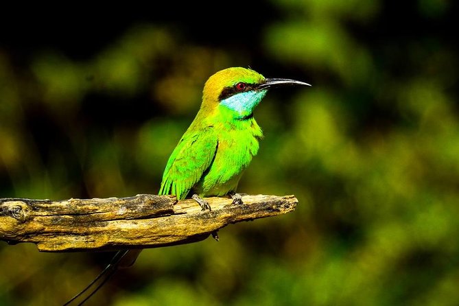 Udawalawe National Park Safari With Transfers From Colombo - What to Bring for a Long Safari Day From Colombo