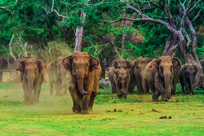 Udawalawe National Park Safari - Morning Safari vs Evening Safari: When to Go