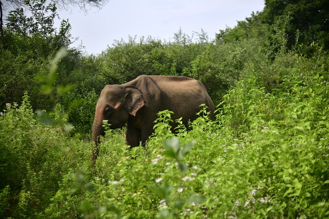 Udawalawe National Park Wildlife Safari Tours - Key highlights to know before you go