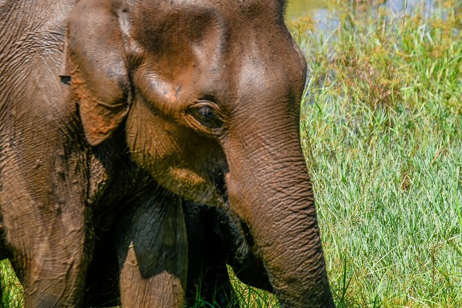 Udawalawe National Park Wildlife Safari Tours - Udawalawe National Park: why this safari is more than a drive