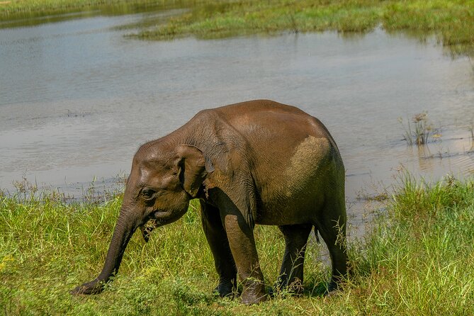 Udawalawe National Park Wildlife Safari Tours - Guide and driver impact: what makes Taranga a standout