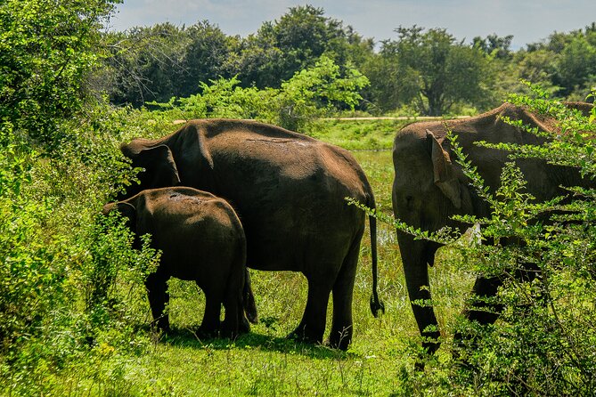 Udawalawe National Park Wildlife Safari Tours - Price and value: $40 safari plus possible $44 park tickets