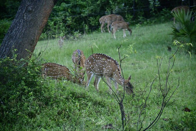 Udawalawe National Park Wildlife Safari Tours - Practical tips so you spot more and stress less