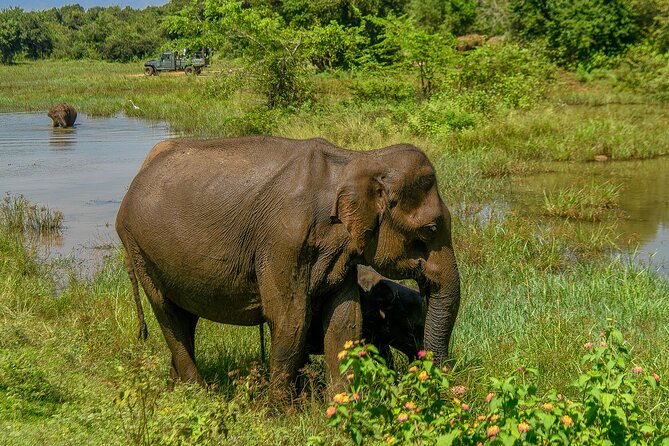 Udawalawe National Park Wildlife Safari Tours - Who this Udawalawe safari fits best