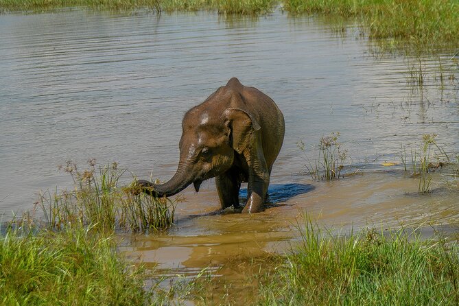 Udawalawe National Park Wildlife Safari Tours - Inside the main stop: Udawalawe wildlife time on a jeep