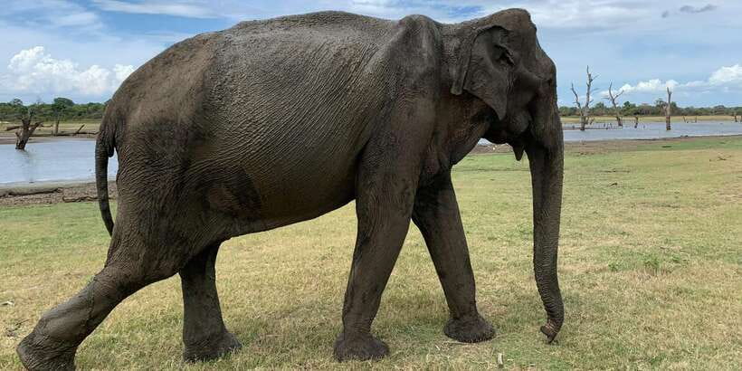 Udawalawe National park with Safari jeep & Entrance ticket - Udawalawe National Park: a sanctuary made for wildlife