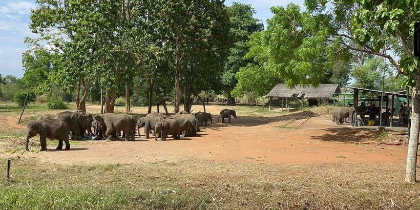 Udawalawe National park with Safari jeep & Entrance ticket - The jeep ride inside the park: what 3 hours really feels like