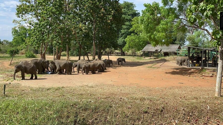 Udawalawe National park with Safari jeep & Entrance ticket - Who this tour is best for
