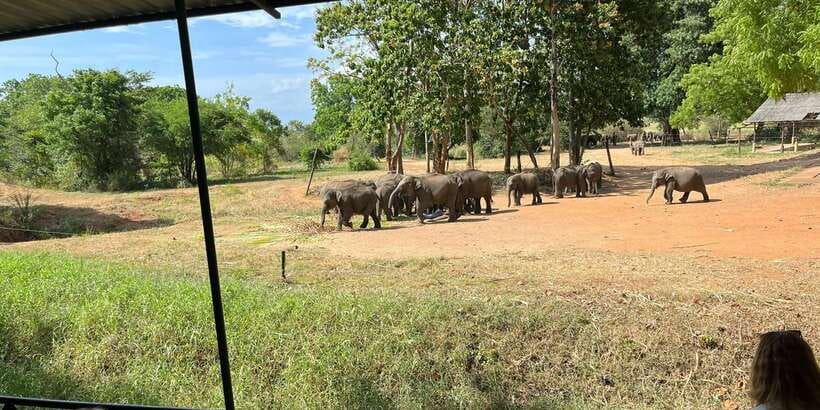 Udawalawe National park with Safari jeep & Entrance ticket - Pickup from Udawalawa: smooth start, then you’re on safari time