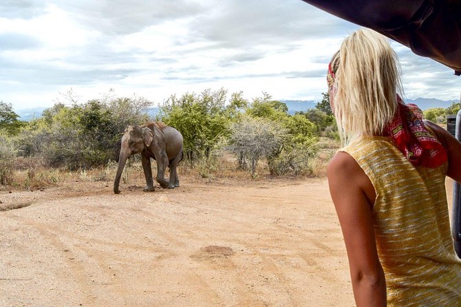 Udawalawe Private Safari frm Hambantota Port by BTM-All Inclusive - Elephants are the star, but the rest of the wildlife adds spice