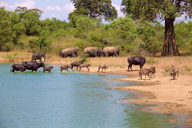 Udawalawe Safari Adventure - Meet Lahiru Prasad: The Guide Factor Behind the 4.9 Rating