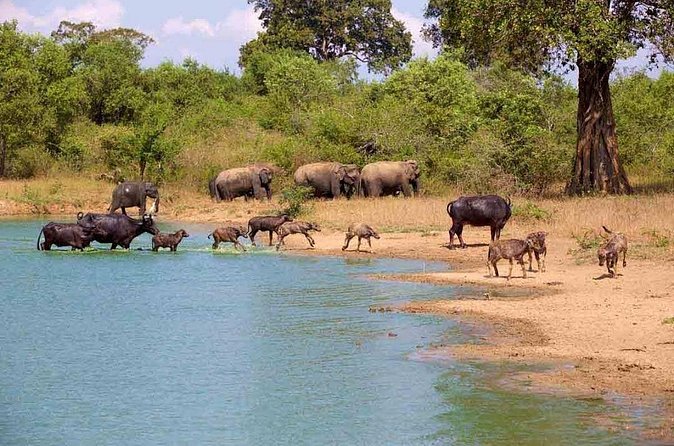 Udawalawe Safari Adventure - The Elephant Moment: Why Timing and Calm Spotting Matter