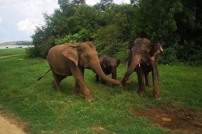 Udawalawe Safari Adventure - What You Get Included, and What You Should Plan to Pay