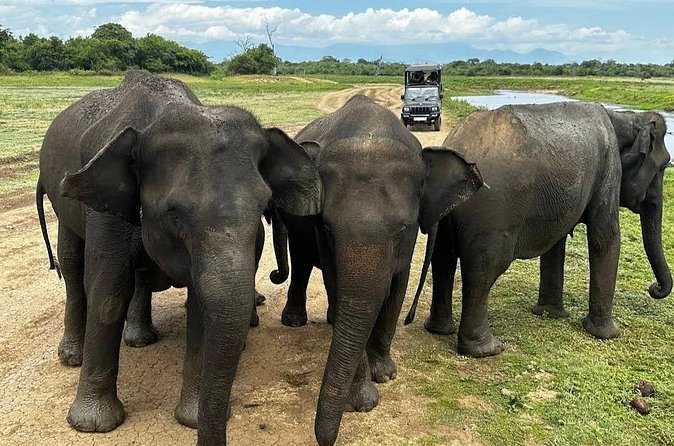 Udawalawe Safari Adventure - Meeting Point and Timing: Start at the Entrance, End There