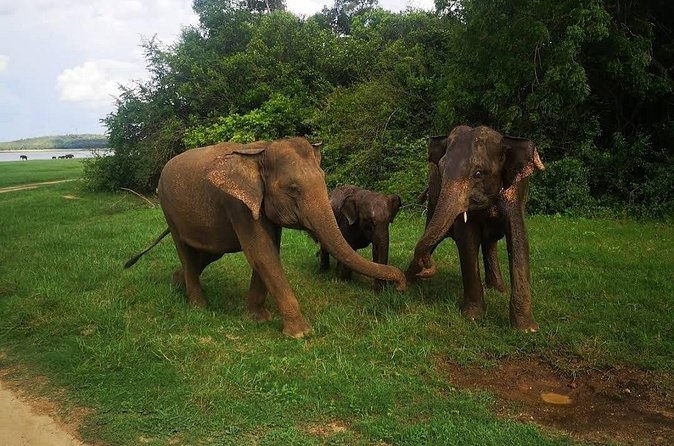 Udawalawe Safari Adventure - Rain, Daylight, and Getting Good Animal Sightings