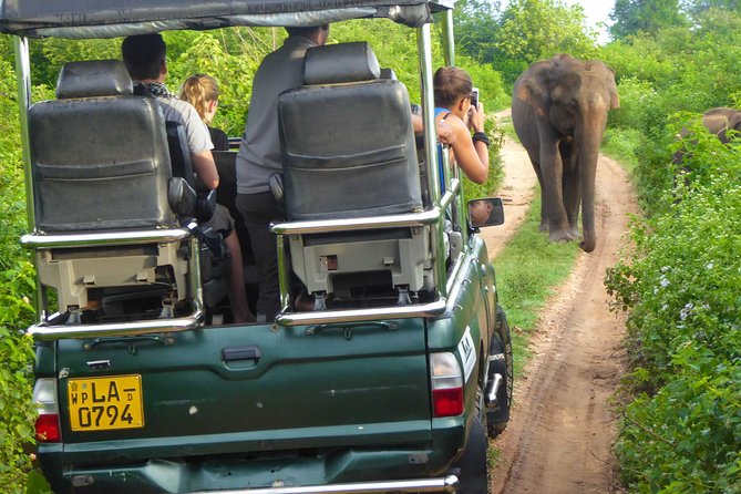 Udawalawe Safari Day Trip from South Region & Transfer to Ella - Who this tour is best for, and who should think twice