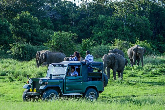 Udawalawe Safari Day Trip with Return Transport - All Inclusive - Key things I think you should notice before you go